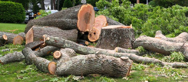 Reliable Eagan, MN Tree Services Solutions