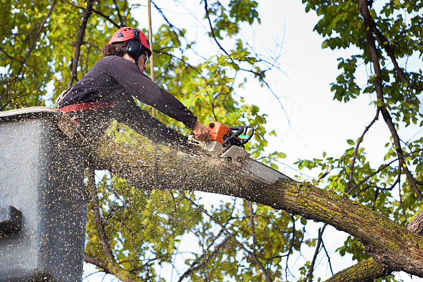 Leaf Removal in Eagan, MN